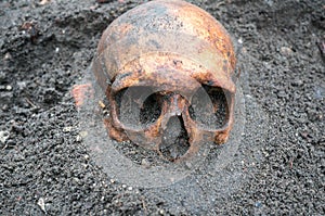 Archaeological excavation with skull still half buried in the ground