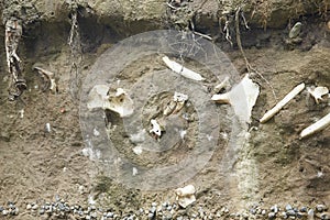 Archaeological excavations and finds bones of a skeleton in a human burial, a detail of ancient research, prehistory.