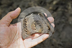 Archaeological find-pieces of ancient pottery
