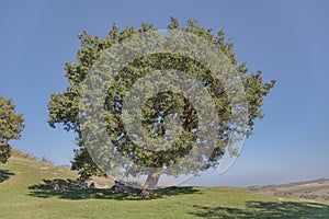 Archaeological Finds under the Shade of Apollonia Tree