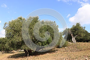 Archaeological park of the ancient Etruscan and Roman city of Cosa in Tuscany photo