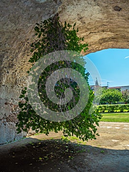 Archaeological Park of Baia, Upside-down fig tree