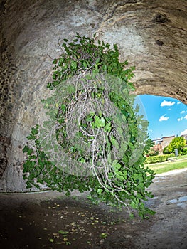 Archaeological Park of Baia, Upside-down fig tree