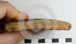Archaeological pottery sherd.