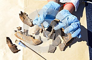 The archaeologist carefully cleans with a scraper a find - part of the bear`s jaw