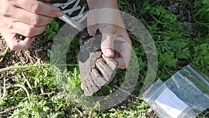 The archaeologist clears the find - the jaw of an elk who lived in the medieval