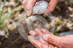 Archaeologist digger found an old ancient valuable coin and washes it.
