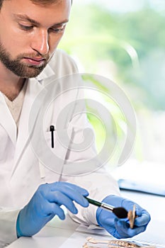 Archaeologist working in natural research lab. Laboratory assistant cleaning animal bones. Archaeology, zoology