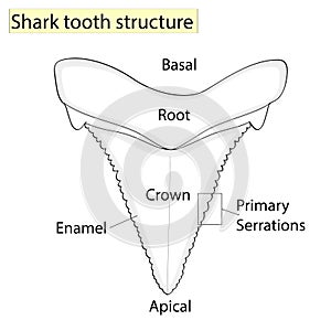 Archaeology, Ichthyology. Structure tooth shark isolated on a white background. Dental, medicine and fish. anatomical