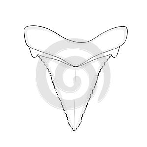 Archaeology, Ichthyology. Tooth shark isolated Object on white background.