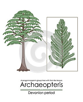 Archaeopteris, the earliest known woody tree photo