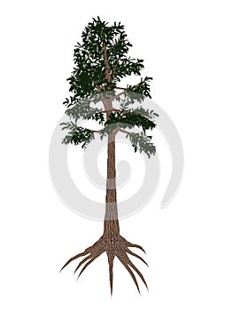 Archaeopteris prehistoric tree - 3D render