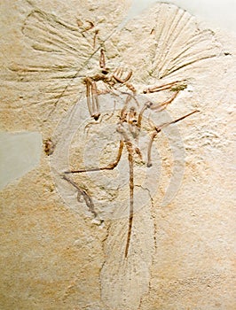 Archaeopteryx photo