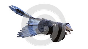 Archaeopteryx, bird-like dinosaur from the Late Jurassic period around 150 million years ago isolated on white background