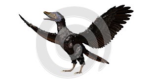 Archaeopteryx, bird-like dinosaur from the Late Jurassic period around 150 million years ago isolated on white background photo
