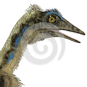 Archaeopteryx Dinosaur Head photo