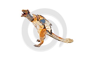 Archaeopteryx  , Dinosaur on white background photo