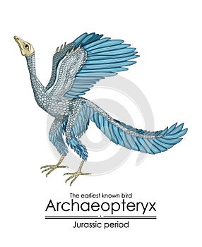 Archaeopteryx, the earliest known bird photo