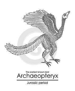 Archaeopteryx, the earliest known bird photo