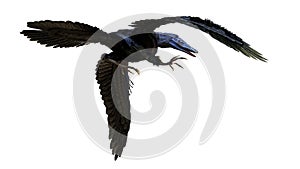 Archaeopteryx, extinct bird-like dinosaur from the Late Jurassic period around 150 million years ago isolated on white background