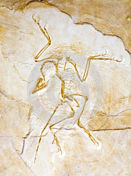 Archaeopteryx lithographica