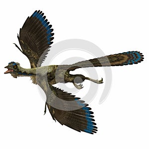 Archaeopteryx over White photo