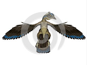 Archaeopteryx Reptile Front