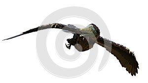 Archaeopteryx, species that is transitional between non-avian dinosaurs and modern birds isolated on white background