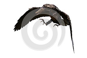 Archaeopteryx, species that is transitional between non-avian dinosaurs and modern birds isolated on white background