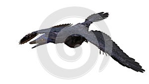 Archaeopteryx, species that is transitional between non-avian dinosaurs and modern birds from the Late Jurassic period isolated on