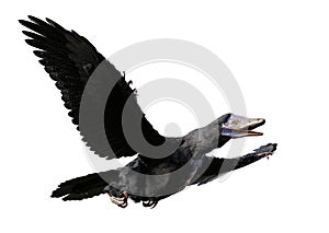 Archaeopteryx, species that is transitional between non-avian dinosaurs and modern birds from the Late Jurassic period isolated on
