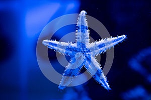 Archaster Typicus Starfish
