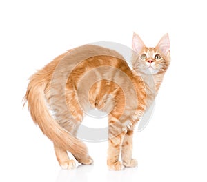 Arched cat standing in side view. isolated on white background photo