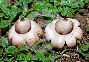Arched earthstar (Geastrum fornicatum), star mushroom next to green plants in the forest