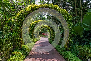 Arched pathway in the Botanical Gardens, SIngapore