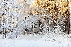 Arched white birche in snowy forest in sunshine