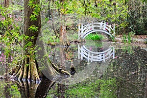 Arched White Bridge in Swamp Garden