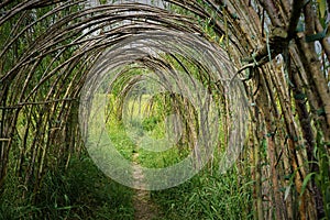 Arched willow branches form a tunnel