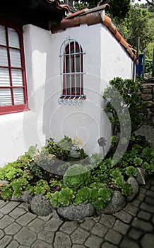 Arched window with security grills, white wall and green succulent plants.