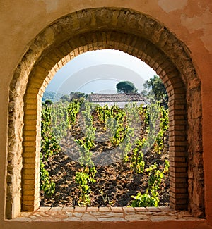 Arqueado sobre el vinedos 