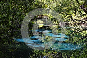 An arched wooden footbridge over the blue and emerald pools s. FL, USA