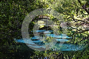 An arched wooden footbridge over the blue and emerald pools s. FL, USA photo