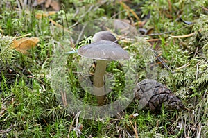 Arched woodwax, Hygrophorus camarophyllus growing among moss
