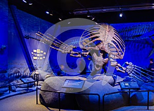 Archelon ischyros is an extinct marine turtle from the Late Cretaceous, displayed at Museum of Ancient Life