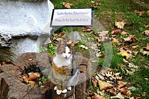 Archeology Museum. Please Do Not Touch The Artifacts. Cats in front of the sign
