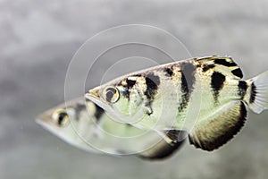 Archer fish