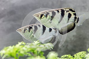 Archer fish