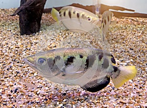 Archer fish or Blowpipe fish Toxotidae in aquarium
