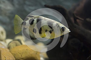 Archer fish or Blowpipe fish Toxotidae in aquarium. Wildlife animal