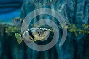 Archer fish or Blowpipe fish Toxotidae in aquarium. Wildlife animal.